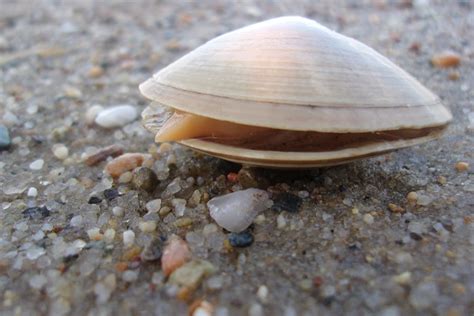 Clams Anatomy Ecology Types And Even Recipes