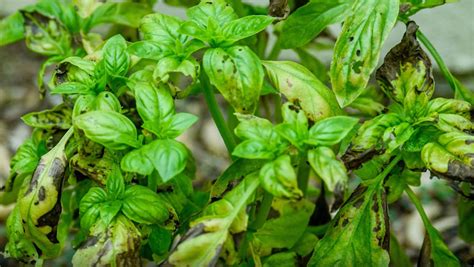Problems Growing Basil Troubleshooting Guide Amazing Herb Garden