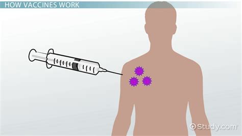 Vaccines contain antigens resembling those of natural infections and stimulate the immune system to make a primary response and a memory. What is a Vaccine? - Definition, Function & Examples ...