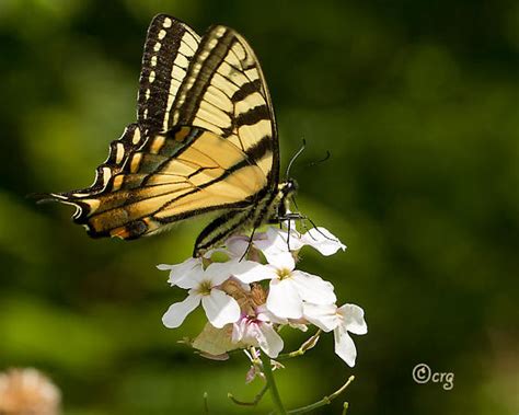 Canadian Tiger Swallowtail Papilio Glaucus BugGuide Net