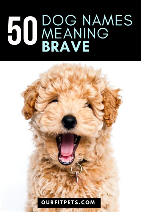 50 Dog Names Meaning Brave Our Fit Pets In 2021 Dog Names Girl Dog