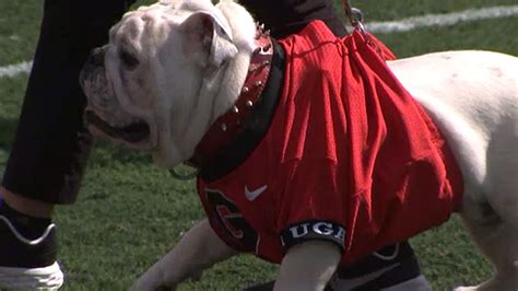Uga Xi Officially Takes Over Duties As Next Uga Mascot Wsb Tv Channel