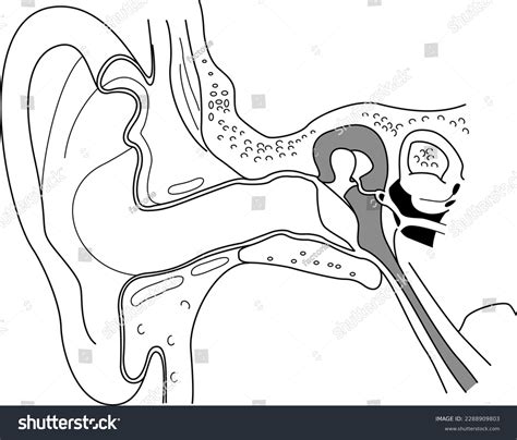 Human Ear Structure Cross Section Royalty Free Stock Vector