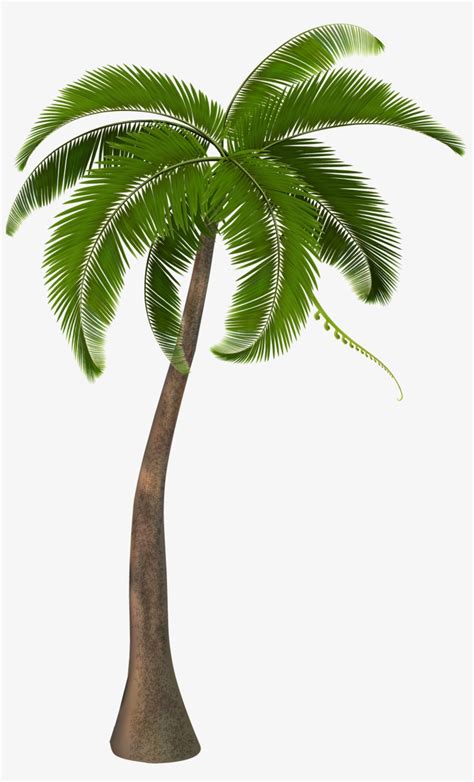 Transparent Background Coconut Tree Png Transparent Png X