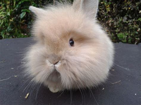 Maybe you would like to learn more about one of these? BEAUTIFUL BABY LIONHEAD / LOPS RABBITS. | Shepton Mallet ...