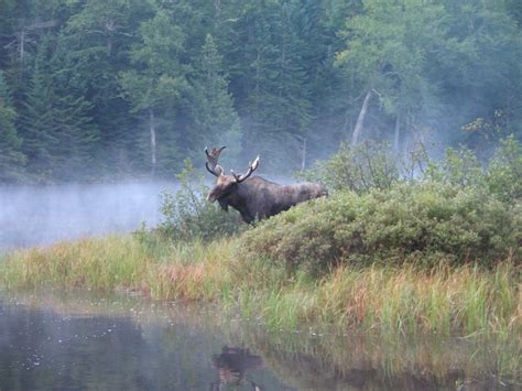 8th Annual Great Adirondack Moose Festival September 23 24th The