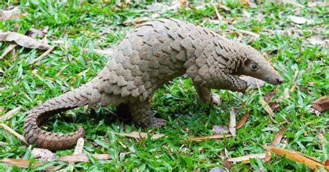 Dont Blame The Pangolin Or Any Other Animal For Covid 19 Pursuit