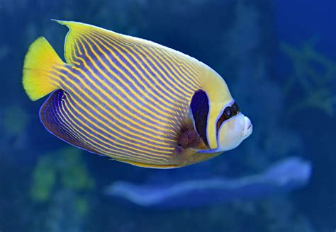Everything You Need To Know About Emperor Angelfish