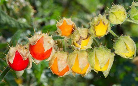 Fruit cider has really taken off in the last few years. RHS reveals 'unusual fruit' is sprouting across Britain ...