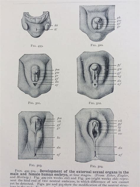1905 Development Of External Sexual Organs In Human Embryos Original