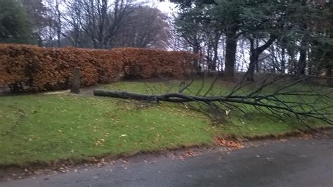 Bizarre Brechin Chainsaw Vandalism Leaves Council Chiefs Stumped