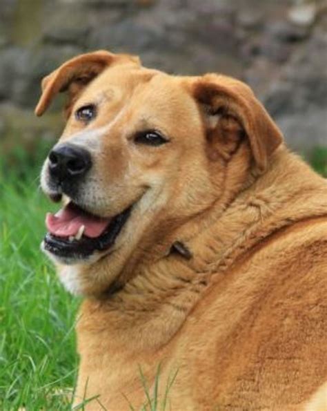 Fat Dog Dogs Health Problems