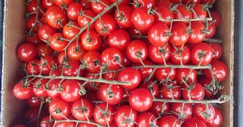 Beim tomatenanbau in der wohnung fehlt es daran. Gemüse in der Wohnung anbauen: Dieses Gemüse kannst du ...