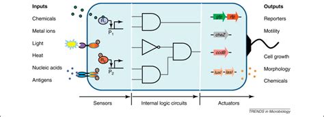 Customizing Cell Signaling Using Engineered Genetic Logic Circuits