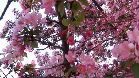 Crabapple Tree Blossoms Youtube