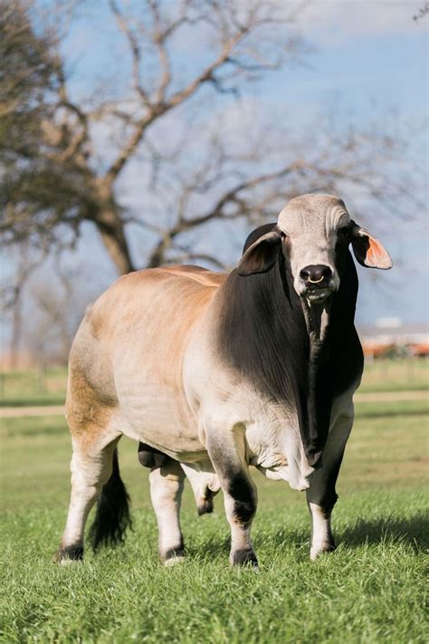 140 Best Brahman Images On Pinterest Beef Cattle Farm Animals And