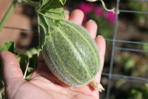 These monster melons produce oblong striped fruit with a sweet, red flesh for unsurpassed eating. One Simple Trick to Grow lots of Melons - Homeschool Gardens