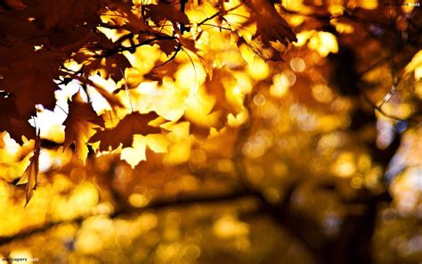 Golden Falling Leaves Wallpapers Wallpaper Cave