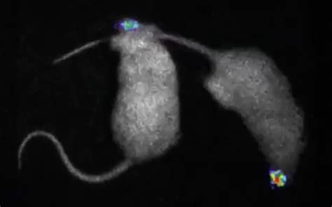 Nieuwe Techniek Geeft Muizen Lichtgevende Hersenen New Scientist
