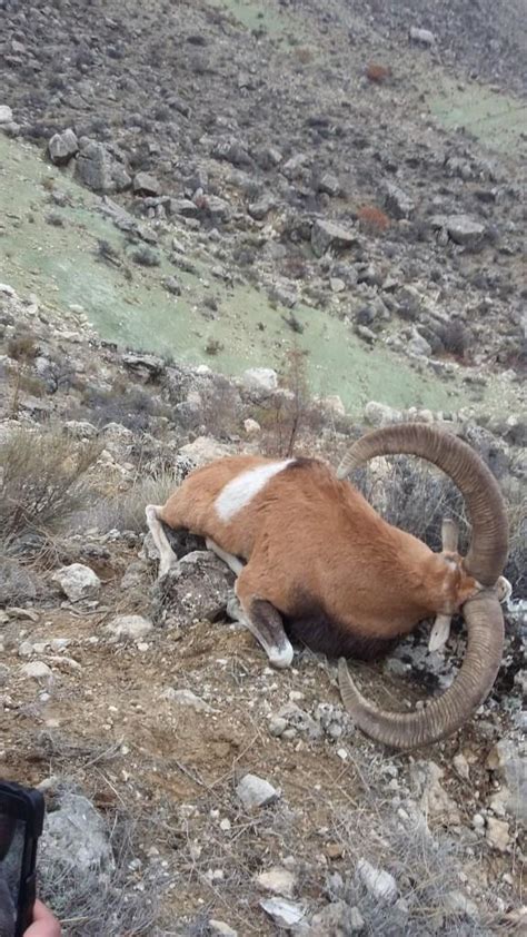 Konya Sheep Bezoar Ibex Hunt In Turkey Taurus Safariwildboar Hunt