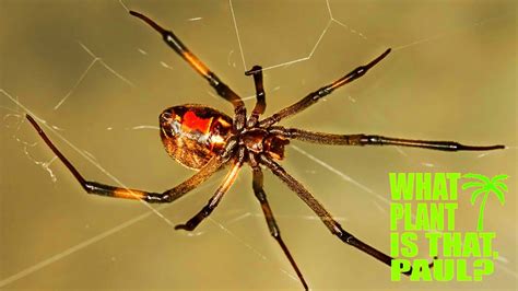The Venomous Brown Widow Spider Is In My Yard Youtube