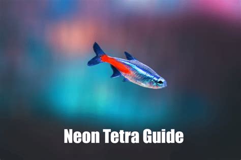 The Ultimate Care Guide For Neon Tetra