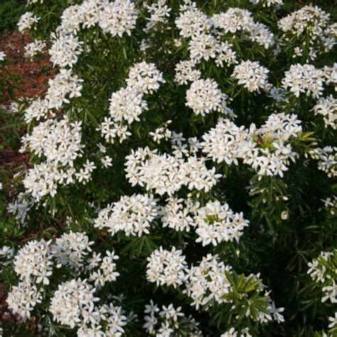 See more ideas about shrubs, plants, garden shrubs. Choisya ternata - Genesis Plant Marketing Ltd