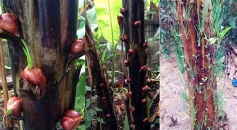 Keduanya bisa tumbuh subur dan melimpah hasil panennya selama dijaga kelembapan udara pada media tanamnya. Panduan Lengkap Cara Menanam Bawang Merah Di Pohon Pisang ...