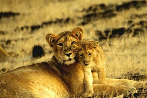 Baby Lion With Mother Lion 🦁🦁 With Images Baby Lion Types Of Photography Photo
