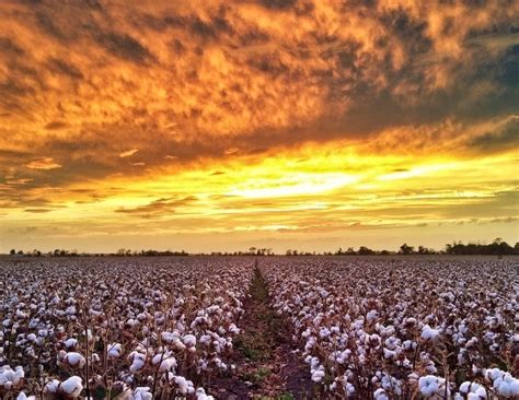 Cotton field MI | Mississippi delta, Scenery, Mississippi