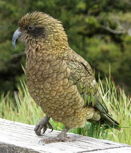 Kea Portrait Meet A Kea Keas Are The Worlds Only Alpine Flickr