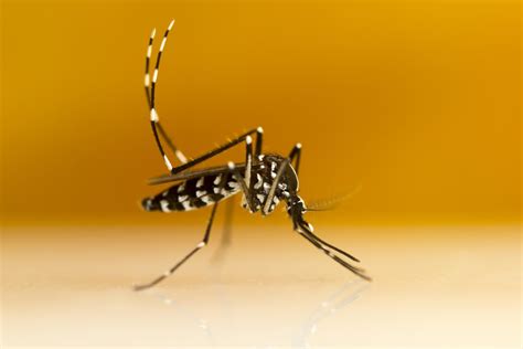 2016 Yellow Fever Outbreak In Brazil Tiger Mosquitoes Are Also Capable