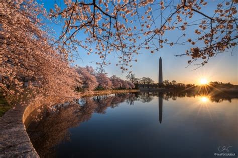 Washington Dc Cherry Blossom Peak Navin Sarma