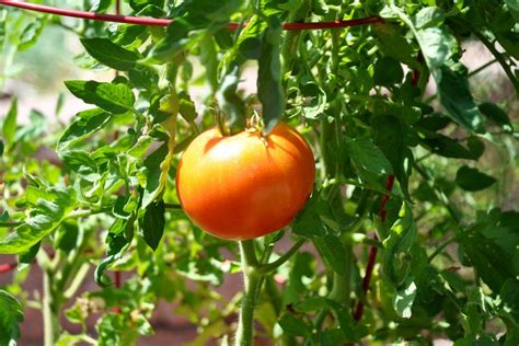 Maybe you would like to learn more about one of these? Short-Season Tomato Varieties - Fast-Growing Tomatoes | HGTV