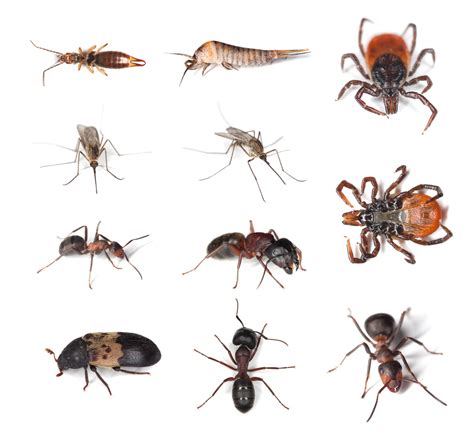 #1 in pest control in knoxville, termite treatment, bed bug removal, termite control, and termite inspections. Pest Library: Pest & Termite Guide by Arrow Exterminators