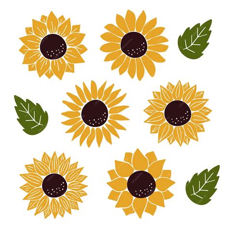Premium Vector Vector Sunflowers Set Isolated On White