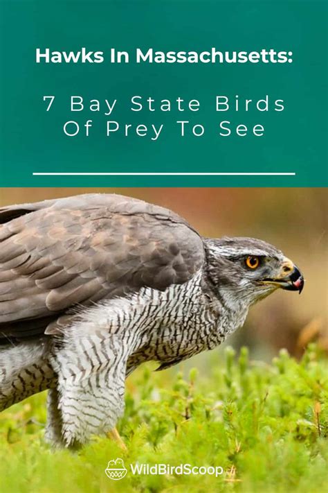 Hawks In Massachusetts 7 Bay State Birds Of Prey To See