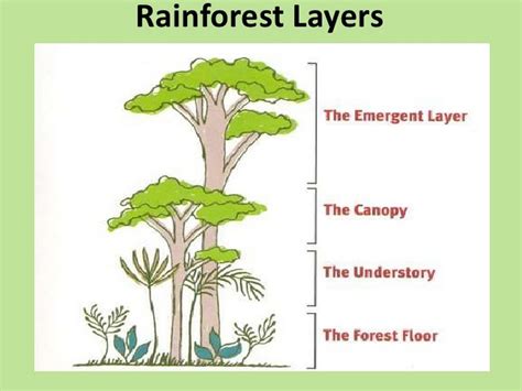 Image Result For Layers Of The Rainforest Rain Forest Diorama