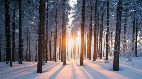 Snow Forest Winter Wallpapers Top Free Snow Forest Winter Backgrounds Wallpaperaccess