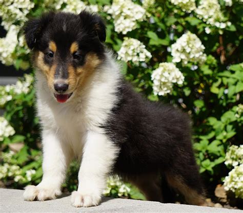 Lassie Collie For Sale Fredericksburg Oh Male Denver Ac Puppies Llc