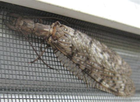 Female Dobsonfly Whats That Bug