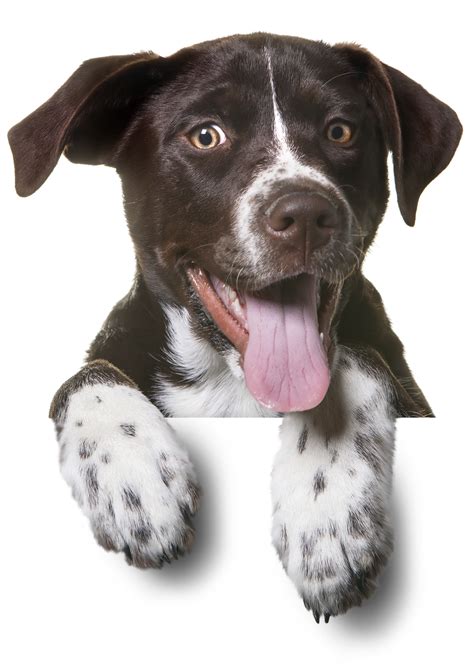 252 Dogs Png Image Collection Free Download