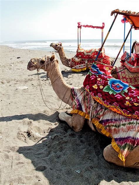 If you let me go to the palace, i can get some from the sultan. Gujarat : Somnath temple #4 (With images) | Camels, India