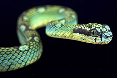 Sri Lankan Snake Viper Pit Snakes Trimeresurus