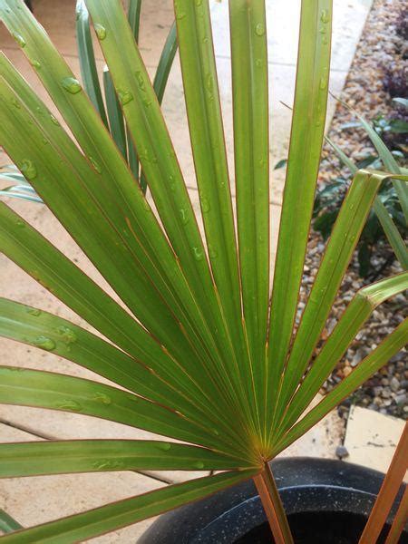 Palm Identification Help Discussing Palm Trees Worldwide Palmtalk