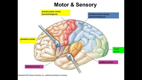 Cortex Sensory Motor And Association Areas Of Brain Brain Anatomy