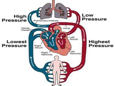 This video describes the blood flow in the pulmonary and systemic circulation Lymphatic system, Blood circulation (Pulmonary circulation ...