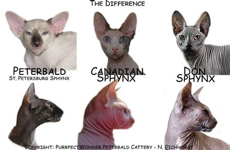 Timeline Photos Purrfectwonder Peterbald Cute Hairless Cat Sphynx