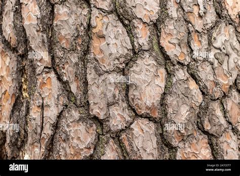 Texture Of Pine Tree Bark With Cracks Stock Photo Alamy