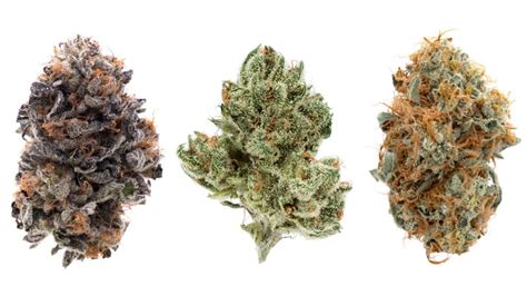 The Different Types Of Weed Strains Explained Emilyancepennington